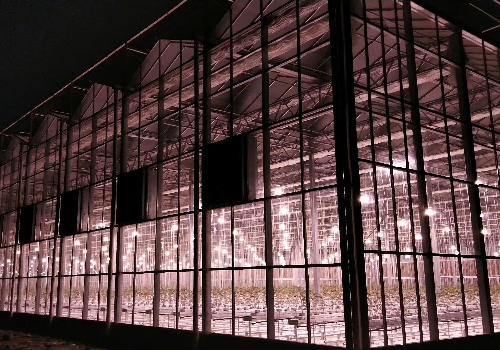 智能連棟玻璃溫室蔬菜大棚建設(shè)優(yōu)點